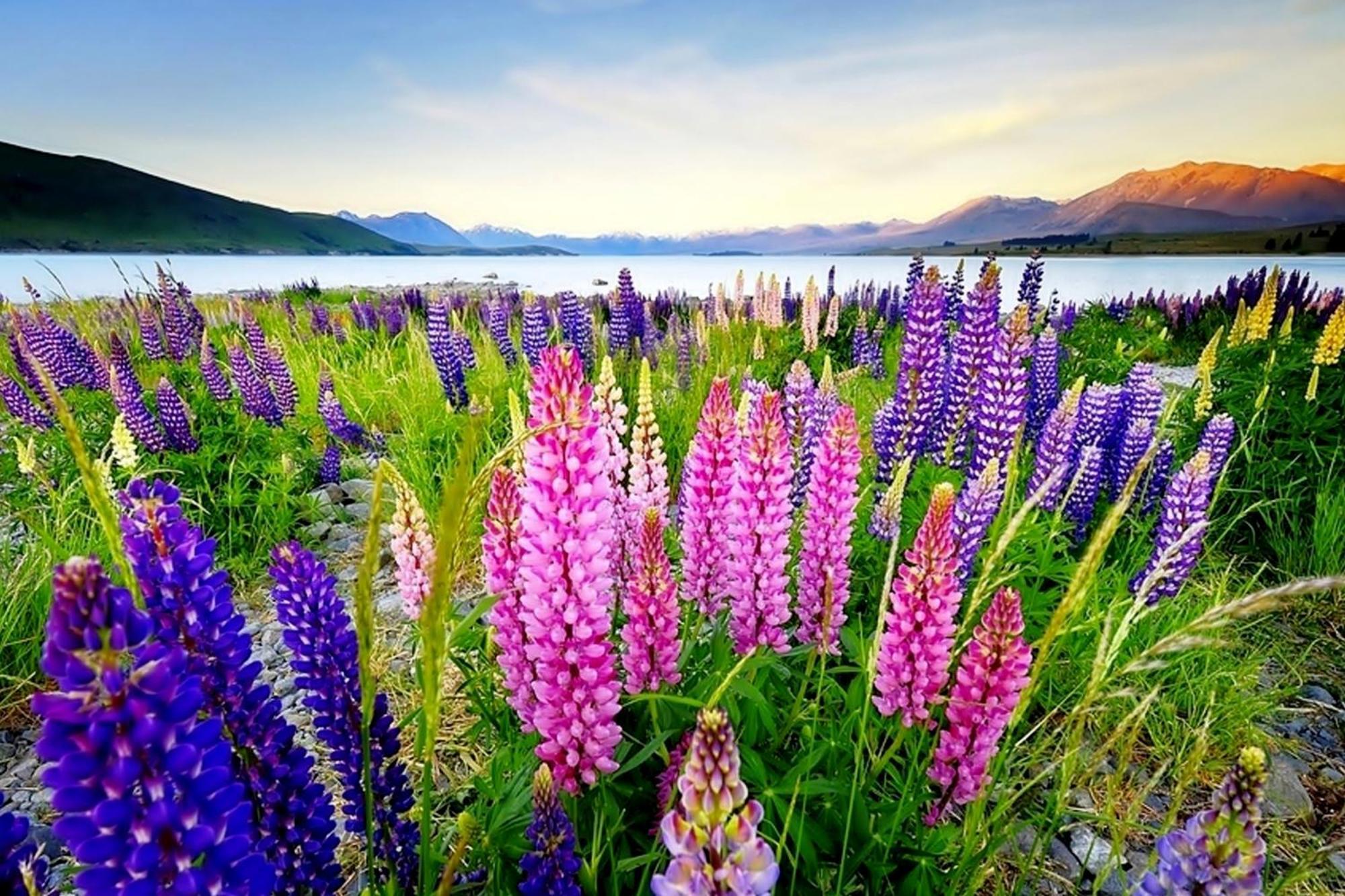Tekapo1929 Lakefront Villa Lake Tekapo Eksteriør billede